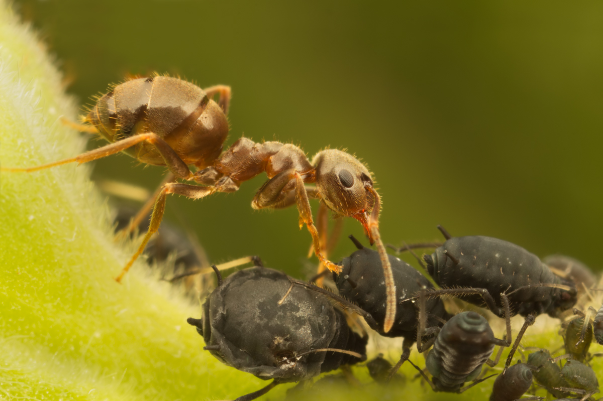 Black Ant with Aphids 7